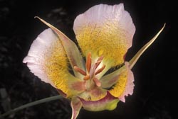 calochortus plummerae thumbnail graphic